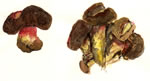 Boletus Smithii