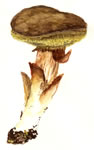 Boletus Subtomentosus