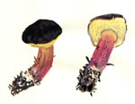 Boletus Zelleri