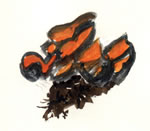 Caloscypha Fulgens