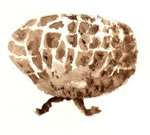 Calvatia Subcretacea