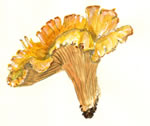 Cantharellus Cibarius