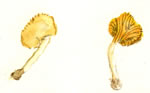 Cantharellus Cinnebarus