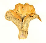 Cantharellus Formosus