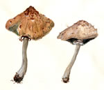 Chlorophyllum Molybdites