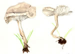 Clitocybe Dealbata