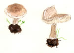 Clitocybe Dryophilia