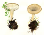 Clitocybe Gibba