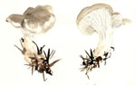 Clitocybe Nebularis