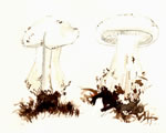 Clitocybe Robusta