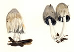 Coprinus Micaceus