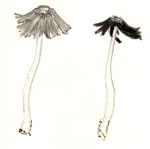 Coprinus Plicatilis