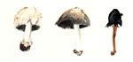 Coprinus Silvaticus2