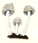 Coprinus Sp