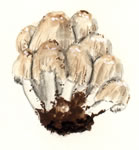 Coprinus Sterquilinus