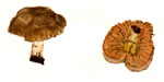 Cortinarius Cinnamomeus Gr