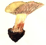 Cortinarius Elegantior