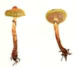 Cortinarius Gentilis