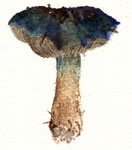 Cortinarius Glaucopus Gr