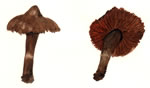 Cortinarius Laniger