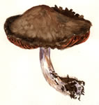 Cortinarius Mutabilis