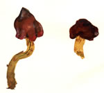 Cortinarius Phoeniceus