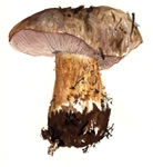 Cortinarius Ponderosus