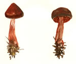 Cortinarius Sanguineus