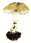 Cortinarius Scaurus Gr