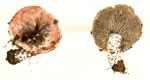 Cortinarius Sp1