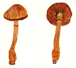 Cortinarius Sp6