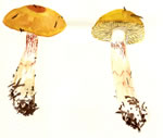 Cortinarius Sp7