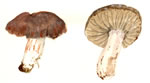 Cortinarius Sp9