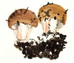 Cortinarius Vibratilis