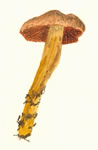 Dermocybe Malicuria