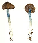 Entoloma Trachysporum