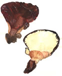 Fistulina Hepatica