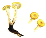 Gymnopilus Luteofolius