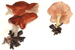 Gymnopilus Penetrans