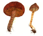 Gymnopilus Terrestris