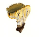 Helvella Acetabulum