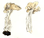 Helvella Crispa