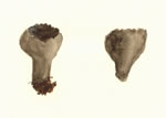 Helvella Solitaria