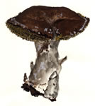 Hydnum Imbricatum