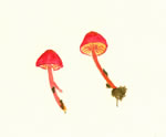 Hygrocybe Trinitensis