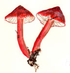 Hygrophorus Coccinea