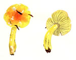 Hygrophorus Flavescens