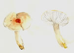 Hygrophorus Gliocyclus1