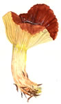 Hygrophorus Laetissimus