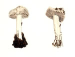 Inocybe Geophylla